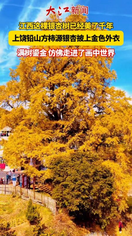 方柿源银杏满树鎏金